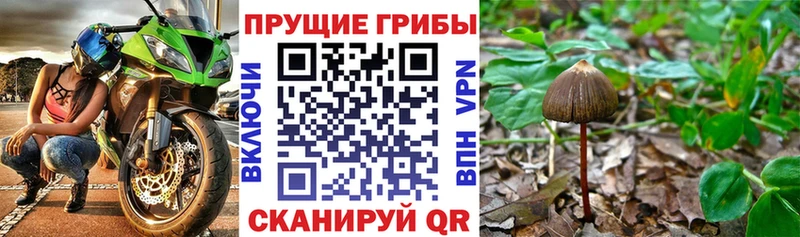 Псилоцибиновые грибы Psilocybine cubensis Пыталово